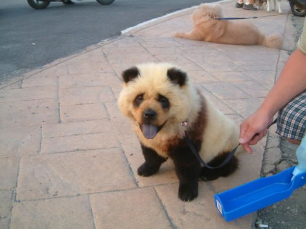 パンダ模様の犬 おもしろペット写真 かわいい動物動画像図鑑