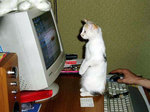 かわいい猫とパソコン面白画像